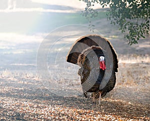 Wild turkeys strutting in sunshine