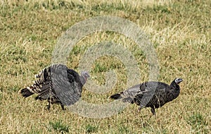 Wild turkeys photo