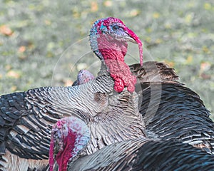 Wild turkeys, upland ground birds