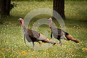 Wild turkeys walking in wild flowers