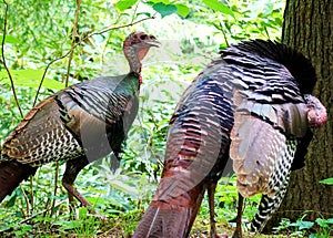 Wild turkeys walking in the forest in Great Smoky Mountains National Park. Wildlife. Bird watching.