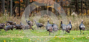 Wild turkeys in the woods photo