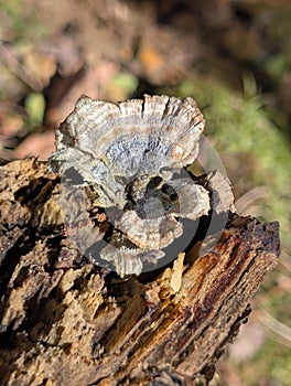 Wild TurkeyTail Mushroom