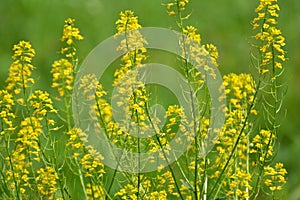 Wild turnip Barbarea vulgaris blooms in nature