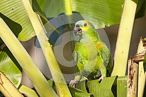 Wild Turquoise (Blue) Fronted Amazon Parrot with Palm in Beak