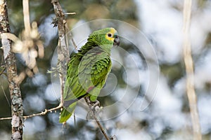 Wild Turquoise (Blue) Fronted Amazon Parrot with Ruffled Feathers