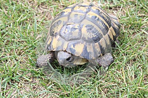 Wild turtle