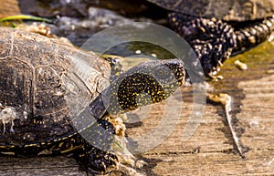 Wild turtle basks on the sunny beach