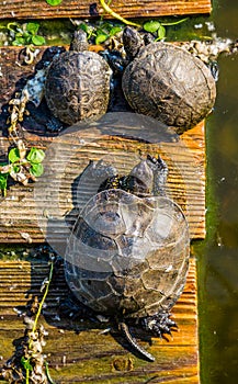 Wild turtle basks on the sunny beach