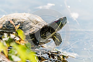 Wild turtle basks on the sunny beach