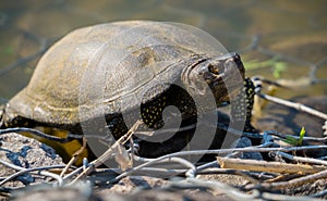 Wild turtle basks on the sunny beach