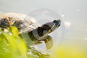 Wild turtle basks on the sunny beach