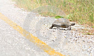 Wild turtle crosses the asphalt road