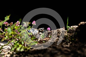 Wild turtle found in Greece. Wild turtle Testudo hermanni crawling on stone