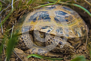 Wild turtle in steppe in Kazakhstan, Malaysary