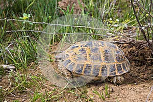 Wild turtle in steppe in Kazakhstan, Malaysary