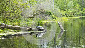 Wild turtle taking a sunbath at shore of Suwannee River in Florida in spring during daytime