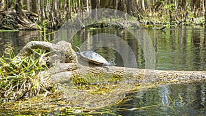 Wild turtle taking a sunbath at shore of Suwannee River in Florida in spring during daytime