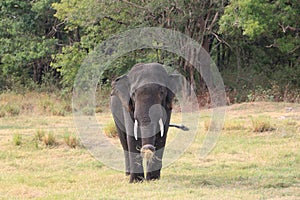 Wild Tusker at Habarana, Sri Lanka