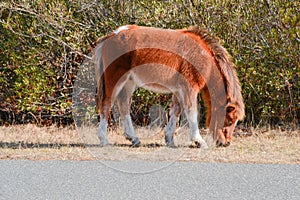 Wild Two-Tone Brown and White Pony Grazing