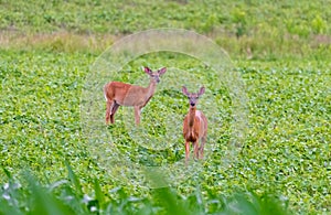 Pair of whitetail deer standing in farm field