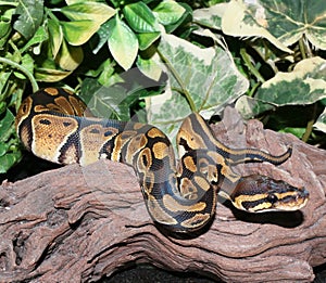 Wild Type Royal Python hatchling in foliage