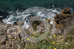 Wild tyrrhenian sea with yellow flowers in the summer season