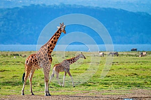 Wild Ugandan giraffe in savannah