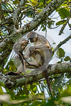 Wild ugandan red colobus monkey with a newborn sitting on the branch, Kibale National Forest, Uganda.