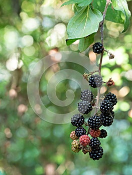 Wild, uncultivated blackberries on plant. Ripe and unripe berries, blurry background from differential focus.