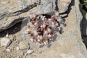 Wild undersized plant Sedum eriocarpum ssp. delicum grows in natural habitat close-up