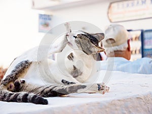 Wild undomestic Cat on the Oia town street photo