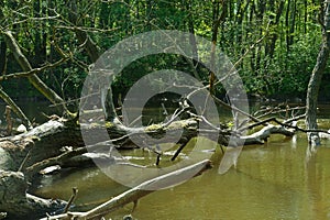 Wild, unregulated, naturally flowing river photo