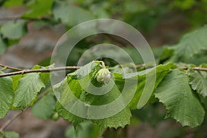 Wild unripe hazelnuts growing on a branch of a hazelnut bush tree with green leafs in summer