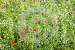 Wild and unspoiled flower meadow, natural conservation for insects