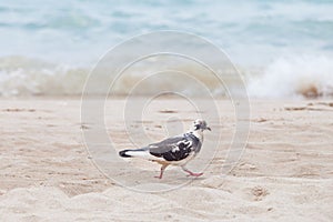 Wild urban dove on the sand beach