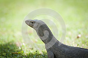 Wild varanus