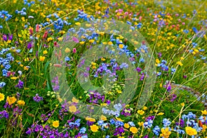 wild varicoloured flowers in green grass