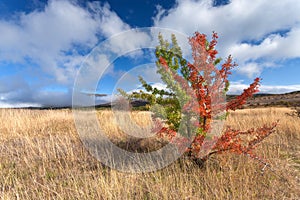 Wild vastness with unusual tree