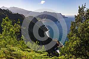 Wild vegetation and coastline from Vereda do Larano trail, Madeira, Portugal photo