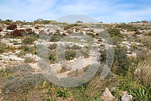 wild vegetation in the countryside (malta)