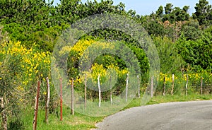 Wild vegetation in Croatia