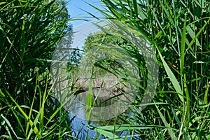 Wild vegetation in delta