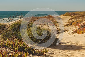 Wild vegetation in the dunes of the beach