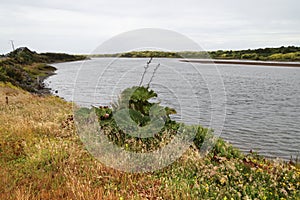 The wild vegetation of the island of Chiloe, Chile