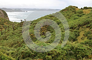 The wild vegetation of the island of Chiloe, Chile