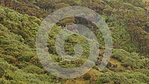 The wild vegetation of the island of Chiloe, Chile