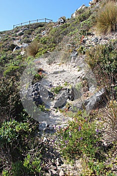 wild vegetation - kangaroo island - australia