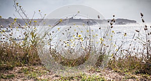 Wild vegetation and a lezard by the sea on the island of Yeu