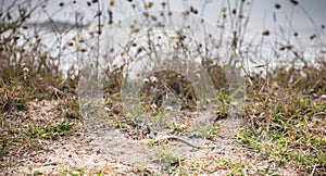 Wild vegetation and a lezard by the sea on the island of Yeu